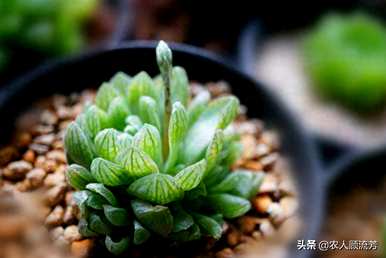 怎样养玉露才能饱满透明的图片，怎样养玉露才能饱满透明？