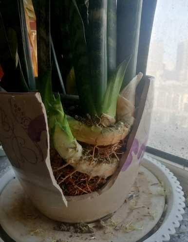 白玉虎皮兰怎么爆盆，怎么养虎皮兰爆盆？