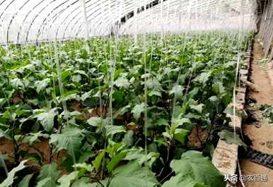 茄子怎样整枝打叉才能得到更多的结果，茄子怎样整枝打叉枝叶？