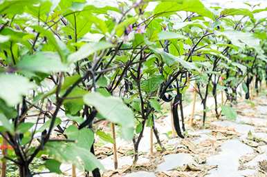 茄子栽培管理技术要点，茄子栽培管理技术要点