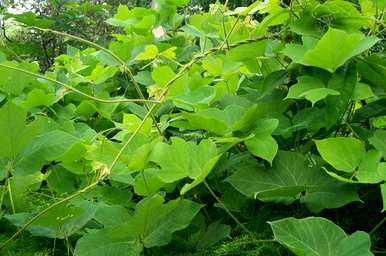野生葛根的功效和作用，纯野生葛根一斤多少钱？