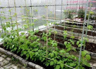 四季豆种植技术视频，四季豆种植最佳时间