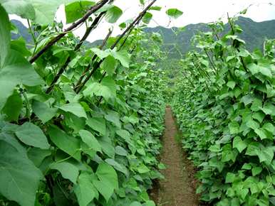 四季豆种植技术视频，四季豆种植最佳时间