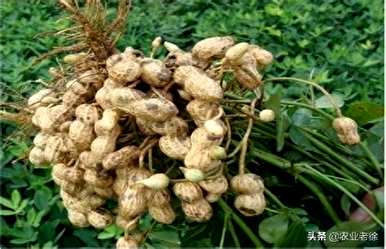如何管理花生高产？花生高产的管理技巧和方法