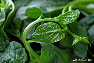 什么时候播种木耳菜最好？北方大叶木耳菜播种时间