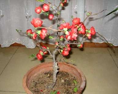 如何修剪和开花海棠花？海棠花开花时能修剪叶子吗？