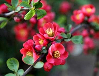 如何修剪和开花海棠花？海棠花开花时能修剪叶子吗？