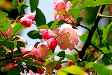如何修剪和开花海棠花？海棠花开花时能修剪叶子吗？
