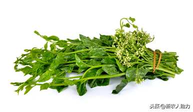 什么时候播种木耳菜最好？北方大叶木耳菜播种时间