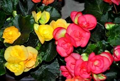 如何修剪和开花海棠花？海棠花开花时能修剪叶子吗？