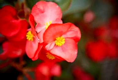 如何修剪和开花海棠花？海棠花开花时能修剪叶子吗？