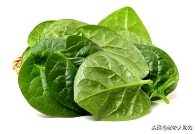 什么时候播种木耳菜最好？北方大叶木耳菜播种时间