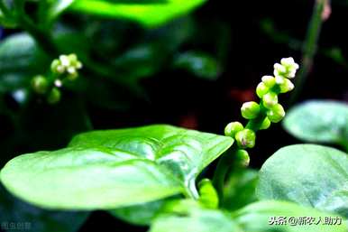 什么时候播种木耳菜最好？北方大叶木耳菜播种时间