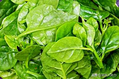 什么时候播种木耳菜最好？北方大叶木耳菜播种时间