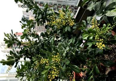 兰花怎么养家养法，开花后怎么养花兰？