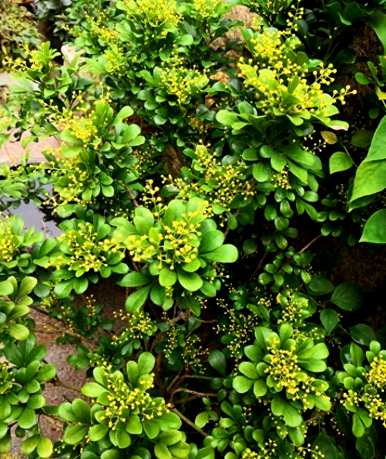 兰花怎么养家养法，开花后怎么养花兰？