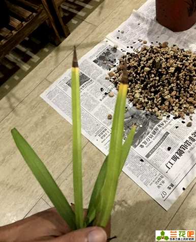 秋天养的兰花叶子黑尖怎么治，兰花叶子黑尖怎么了？