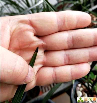 秋天养的兰花叶子黑尖怎么治，兰花叶子黑尖怎么了？