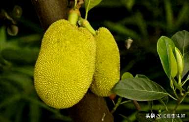 菠萝蜜可以在几年内结果，菠萝蜜可以在几年内结果