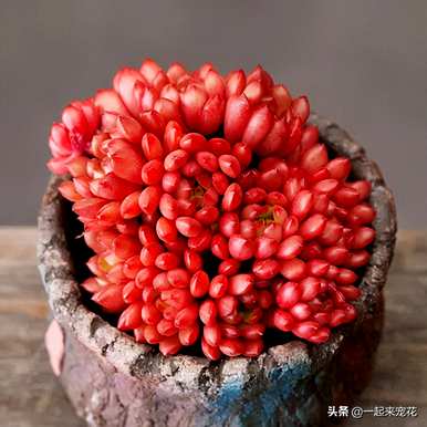 如何种植多肉红宝石，如何修剪多肉红宝石