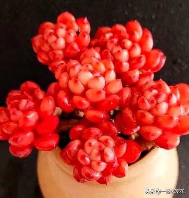 如何种植多肉红宝石，如何修剪多肉红宝石