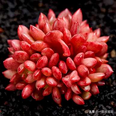 如何种植多肉红宝石，如何修剪多肉红宝石