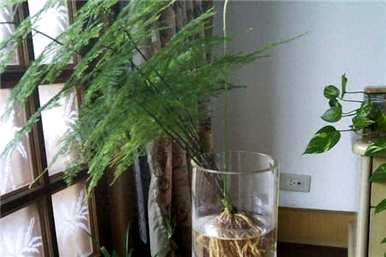 芦笋水培水位合适多少？如何培育水培芦笋才能更旺盛？