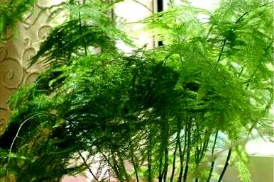 芦笋水培水位合适多少？如何培育水培芦笋才能更旺盛？