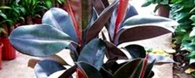 什么种植橡皮树最好？如何种植橡皮树容易生存？