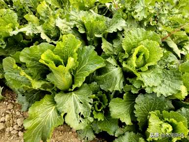 白菜什么时候播种，白菜播种的深度是多少？