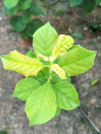 如何种植西梅种子发芽，如何种植西梅种子发芽？