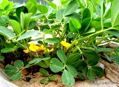 如何种植高产重茬花生，如何种植高产花生