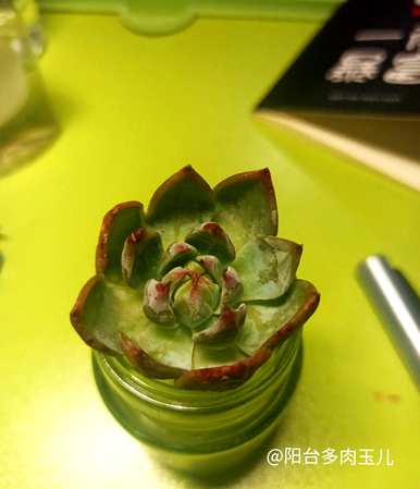 如何保养水培多肉？水培植物多肉