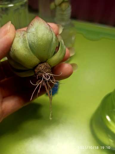 如何保养水培多肉？水培植物多肉