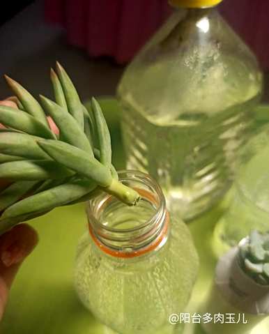 如何保养水培多肉？水培植物多肉