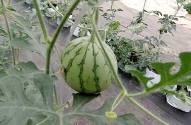 如何种植西瓜又大又甜，甜王西瓜每亩种植多少棵树？