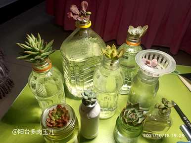 如何保养水培多肉？水培植物多肉