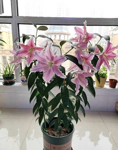 如何种植百合增产增收？百合最适合在几个月内种植
