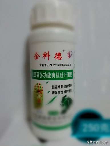 青椒如何种植才能高产丰收，青椒如何种植才能高产