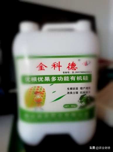 青椒如何种植才能高产丰收，青椒如何种植才能高产