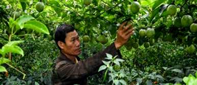 百香果种植后多长时间挂果，百香果挂果后如何修剪？