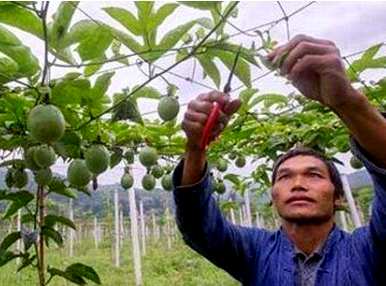 百香果种植后多长时间挂果，百香果挂果后如何修剪？