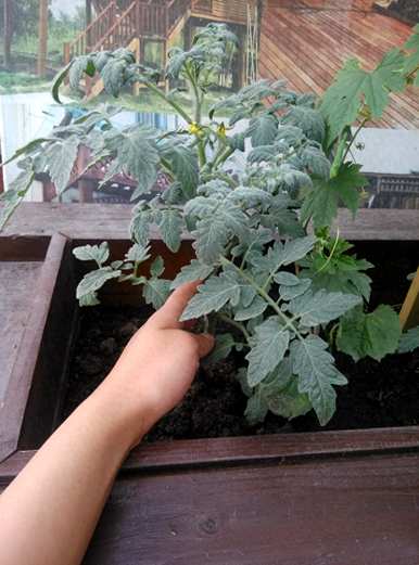 如何在阳台上种植西红柿，如何在阳台上授粉西红柿