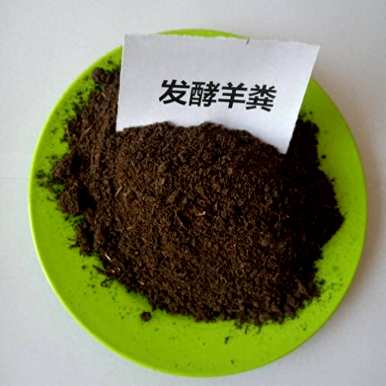如何在阳台上种植西红柿，如何在阳台上授粉西红柿