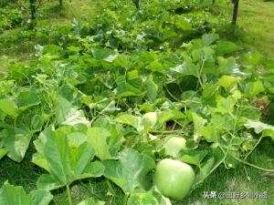 如何种植梨瓜？种植梨瓜的高产方法