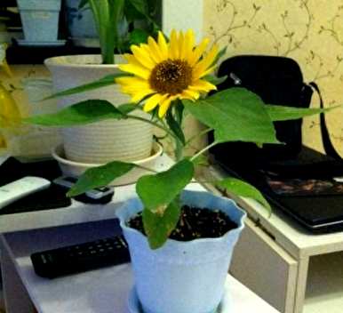 向日葵种子种植方法，盆栽向日葵如何种植