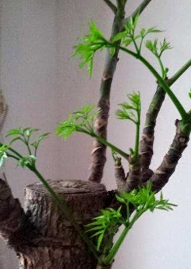 幸福树浇水多久？幸福树的叶子枯萎落叶怎么办？