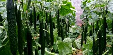 什么蔬菜和水果适合六月，什么蔬菜和水果适合六月