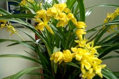 为什么我养的兰花不开花，怎么养兰花开花？