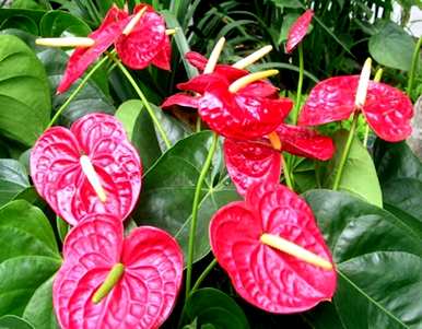 红掌花怎么养才会郁郁葱葱，家里养白掌还是红掌花？